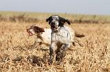 SETTER ANGLAIS 114